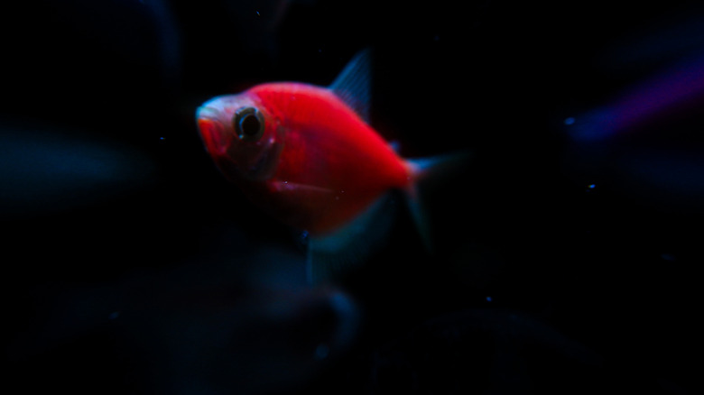 pink glofish