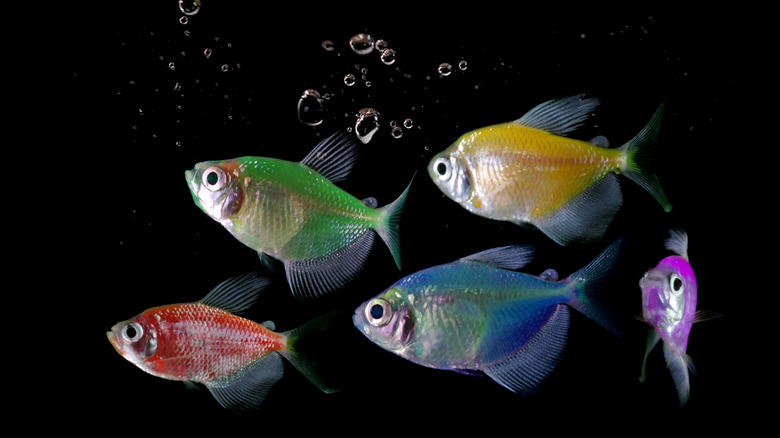 school of multicolored glofish