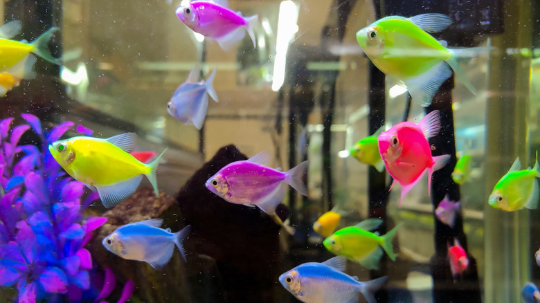 several colorful Glofish swimming in a tank