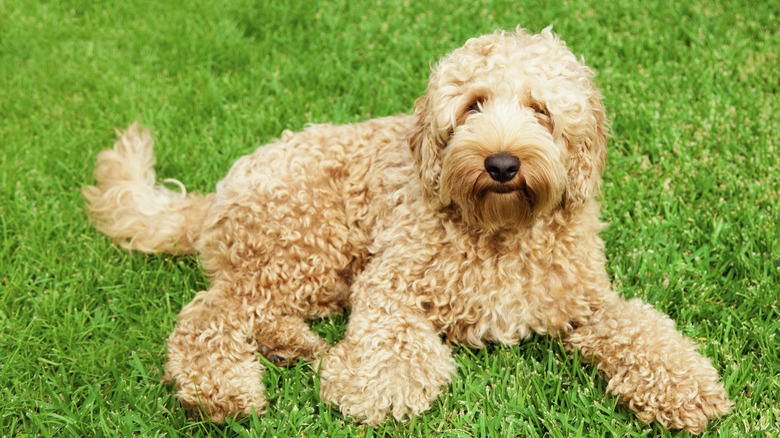 Cute labradoodle on a grassy field