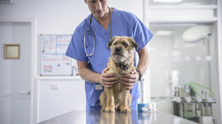 A vet looking at a dog on an exam table