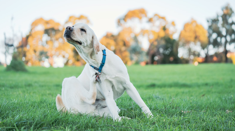 A dog scratching itself on a field