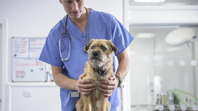 dog on vet table