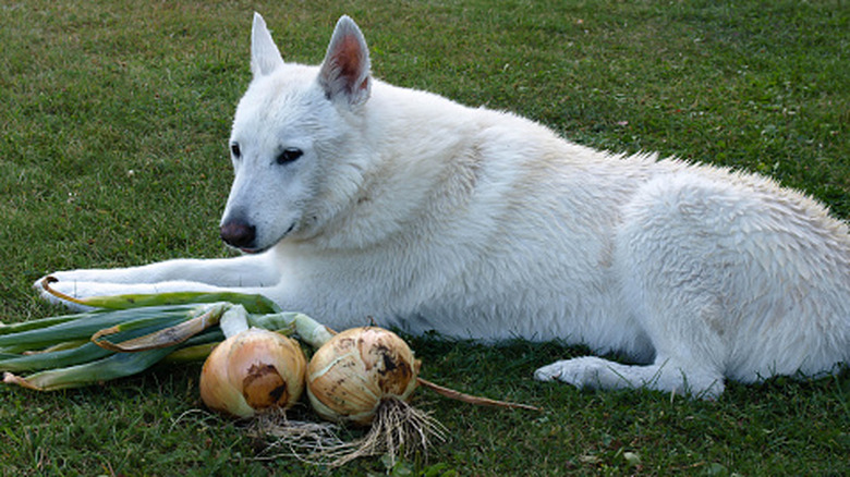 husky dog sits near onions