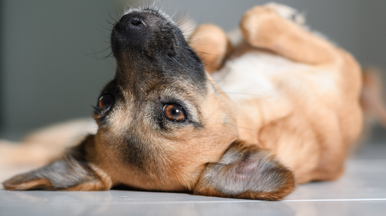 dog lying on its back