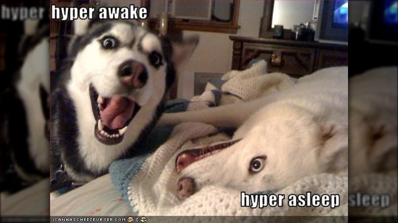 Excited Husky standing next to excited Husky lying down. Caption: hyper awake, hyper asleep