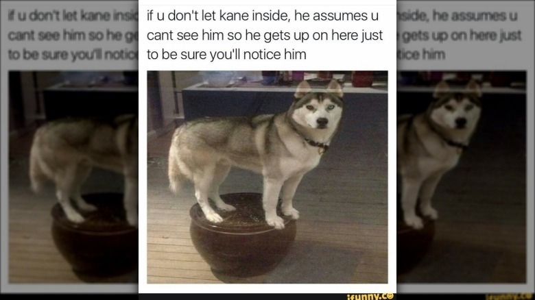 Picture through a window of a Husky standing on a large flower pot. Caption: if u don't let kane inside, he assumes u cant see him so he gets up on here just to be you'll notice him