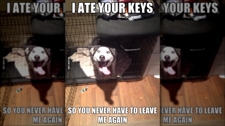 Excited Husky in dog kennel. Caption: I ate your keys so you never have to leave me again