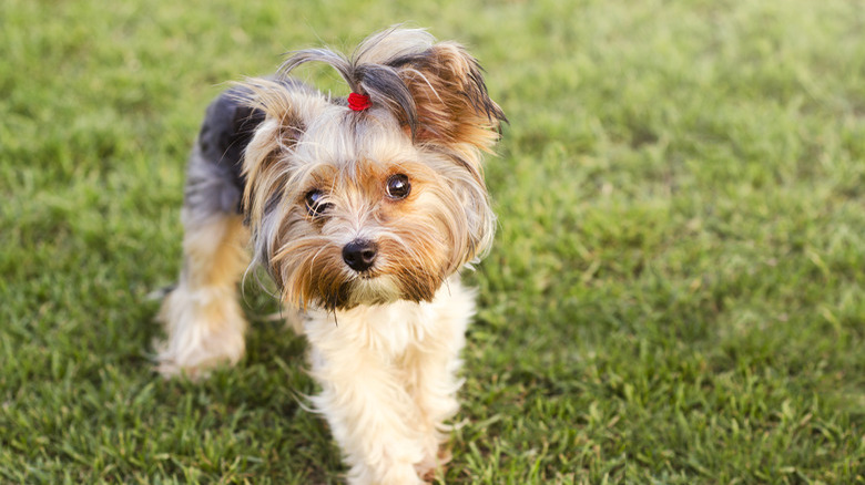 Cute Yorkshire terrier