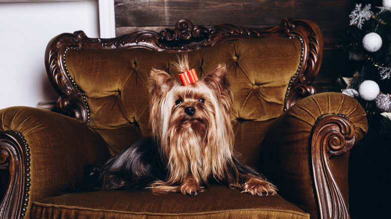 A Yorkie on a chair with a bow in its hair