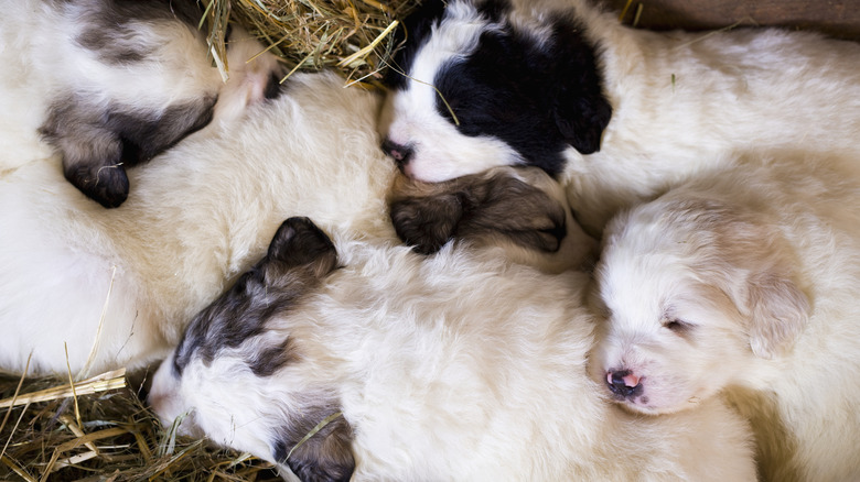 a pile of black and white puppies on a straw bed