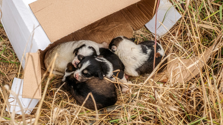 newborn puppies outside a box outside