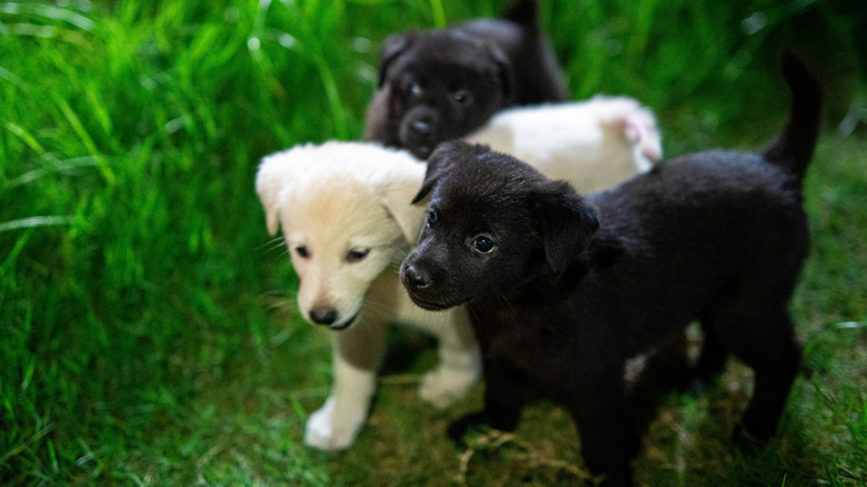 three puppies outside in the grass, one white and two black