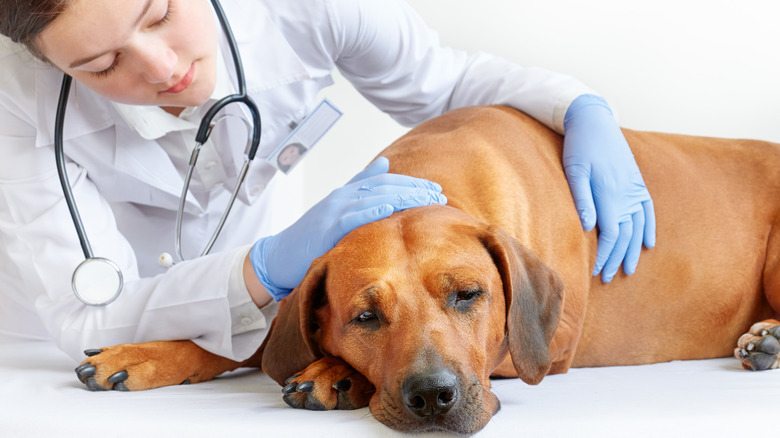 Female vet examining sick Rhodesian Ridgeback dog