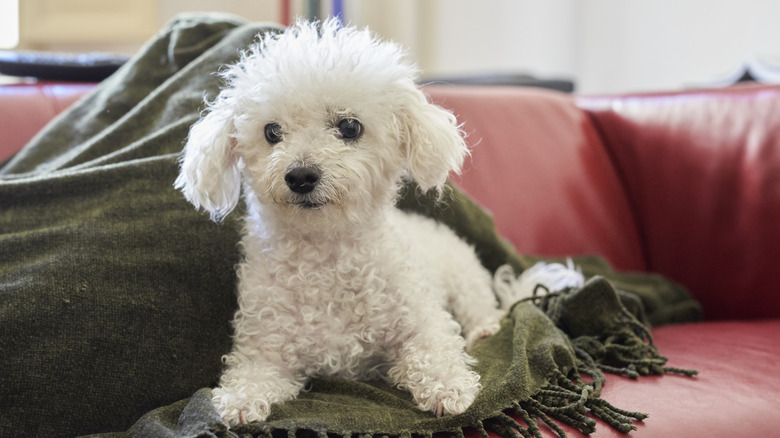 Bichon frise lying on blanket on sofa