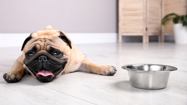 Pug lying on floor next to water bowl