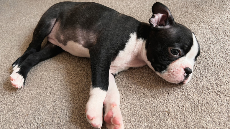 Boston terrier puppy lying on side