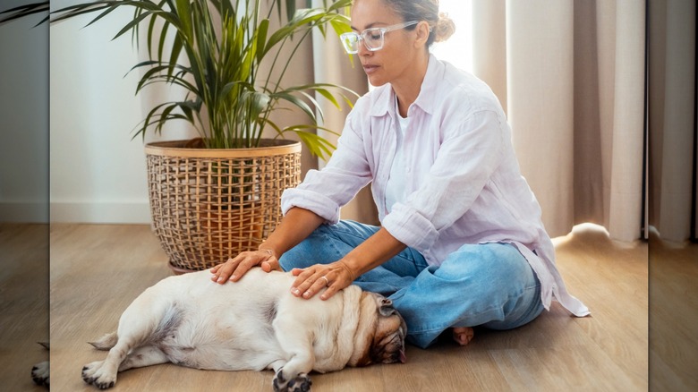 Woman touching side of dog lying on floor