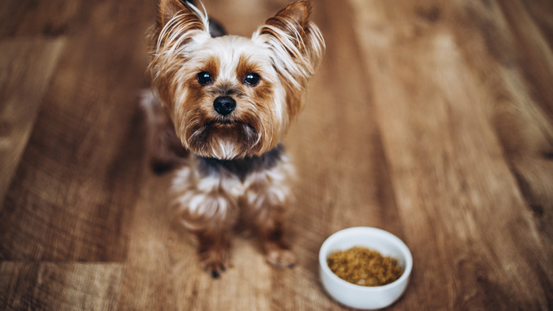 Yorkshire terrier ignoring food bowl