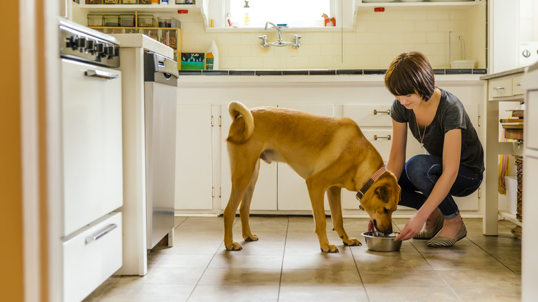 woman feeding dog