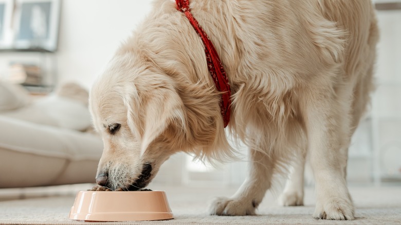 dog eating out of bowl