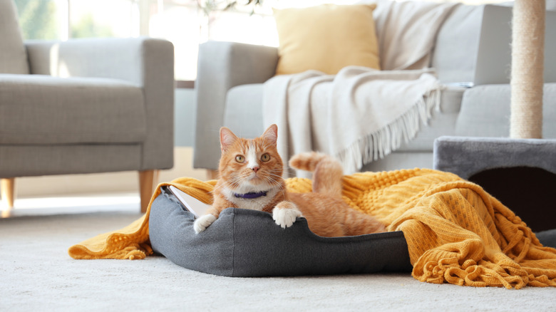 Orange and white cat lounging in pet bed with blanket