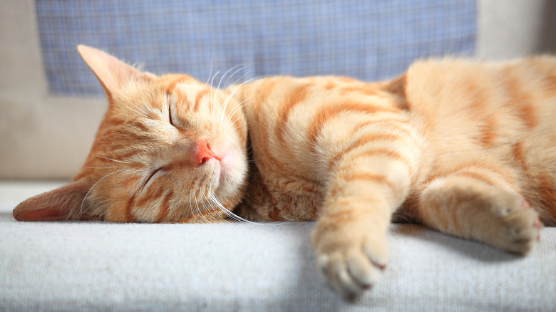 A ginger cat asleep on a couch with its paws out