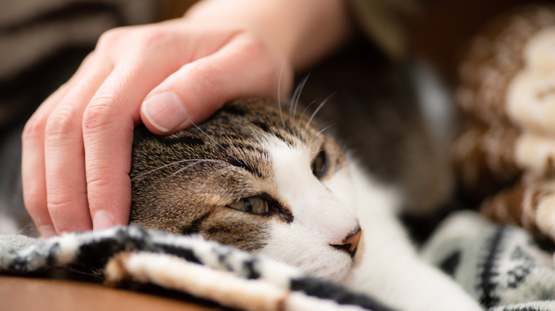 A hand reaches out to comfort a cat.