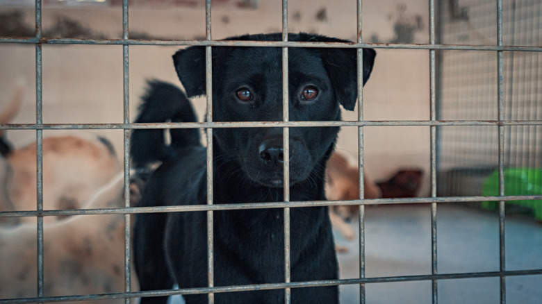 A sad black dog behind the fence at an animal shelter