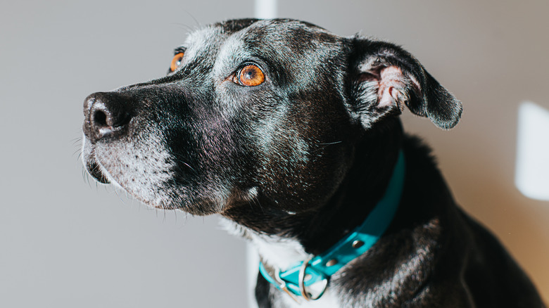 A black American pitbull terrier mix looks up to the left