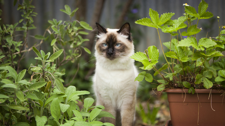 A cat sits in the garden among sage plants