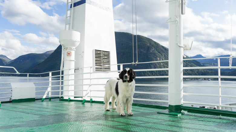 A Newfoundland dog stands on the deck of a ship