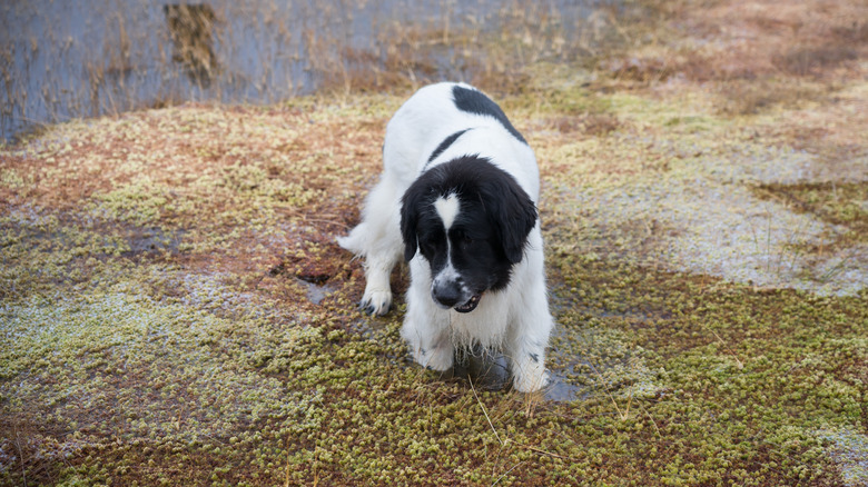 A dog sinking into peat moss