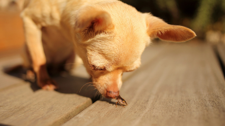 dog sniffing a bug