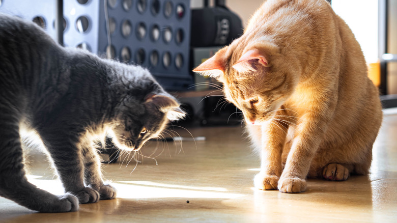 two cats looking at a small bug