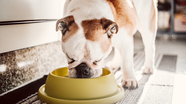 A bulldog eats a bowl of kibble