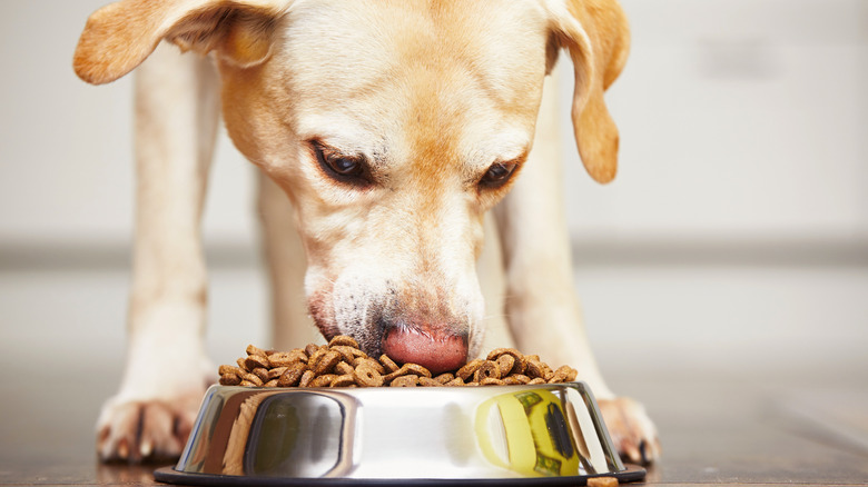 A Labrador retriever eats an overflowing bowl of food