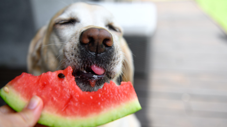 dog eating watermelon