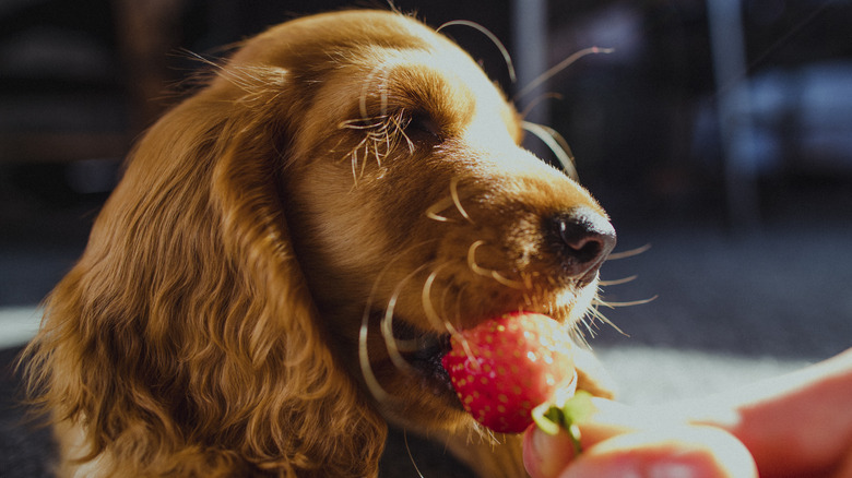 hand feeding cocker spaniel strawberry