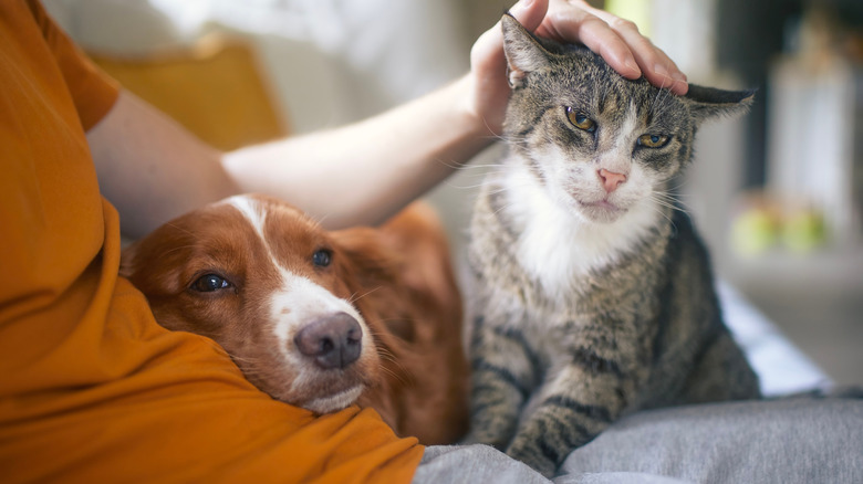 A person petting their cat as they sit on their lap next to a dog