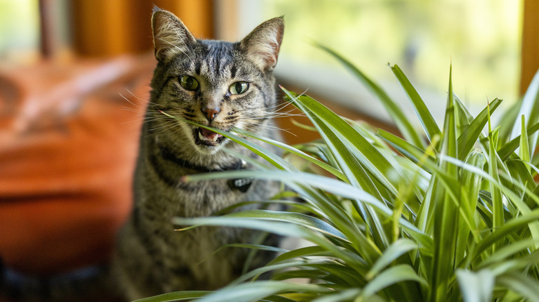 make sure your plants are not toxic to cats