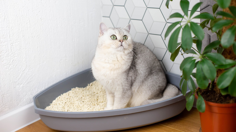 A cat using the litter box next to a potted plant