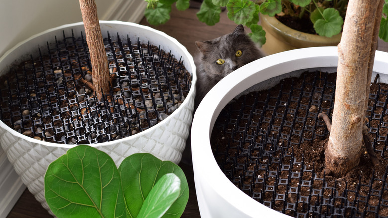 cat deterrent plants may keep your cats out of plants