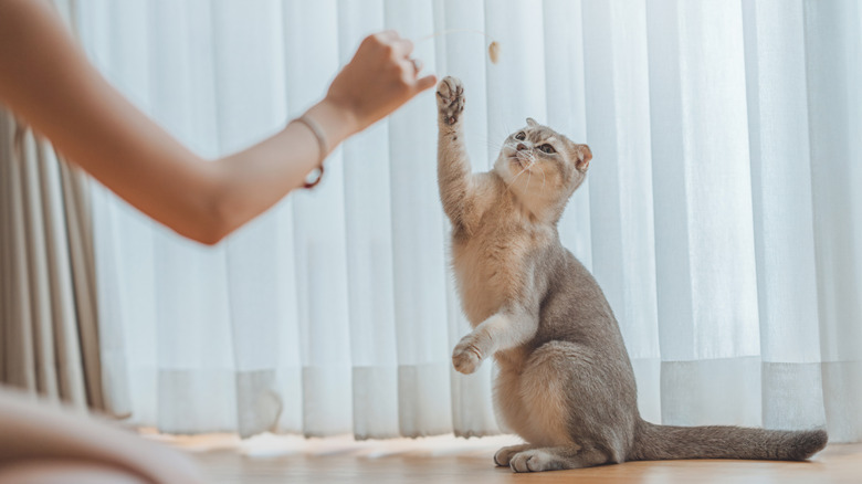 A woman playing with her indoor cat