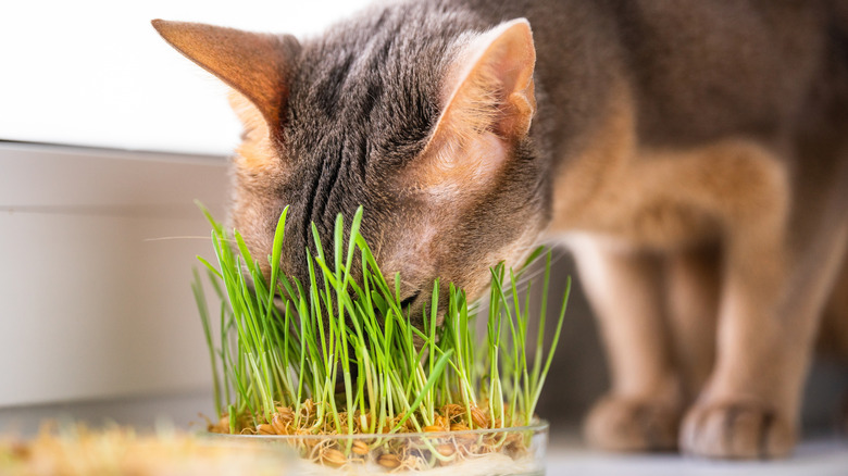 A cat with its face in a container of wheatgrass