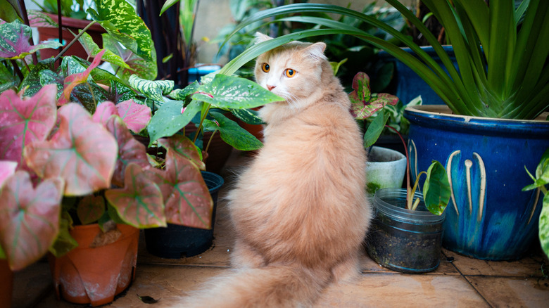 cats are often drawn to plants, but you can deter them