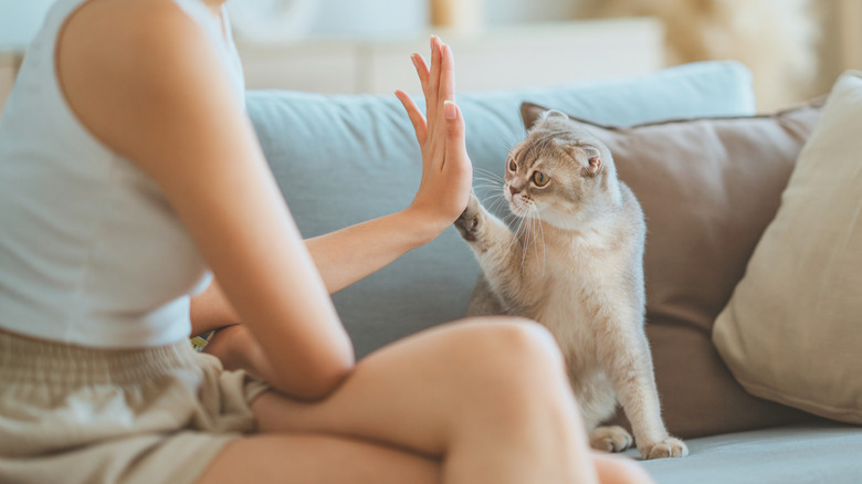 A woman high-fiving a cat on the couch