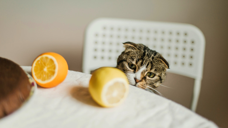 use citrus with great caution around your cats