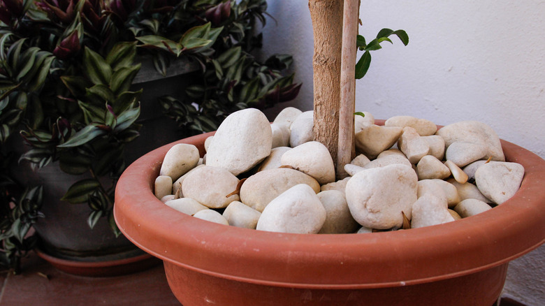 A potted tree with rocks on the soil