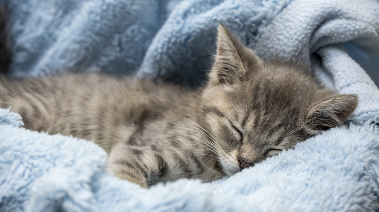 A kitten sleeping on a fluffy blanket